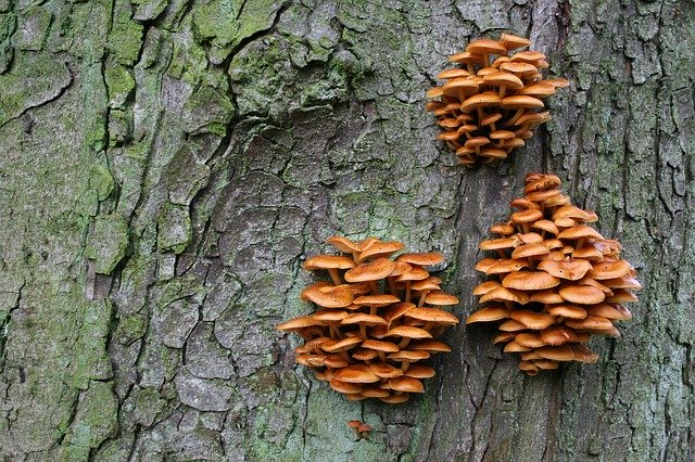 Free download Tree Agaric Nature -  free photo or picture to be edited with GIMP online image editor