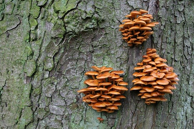 הורדה חינם Tree Agaric Nature - תמונה או תמונה בחינם לעריכה עם עורך התמונות המקוון GIMP