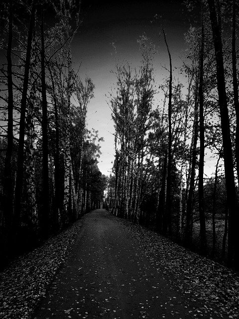 Free download Tree Alley Spacer -  free free photo or picture to be edited with GIMP online image editor