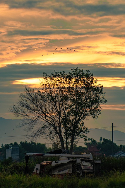Free download tree alone sky landscape lonely free picture to be edited with GIMP free online image editor
