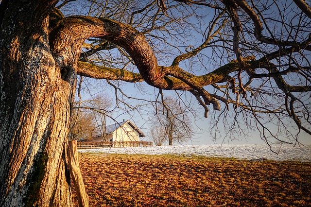 Free download Tree Arable Branch free photo template to be edited with GIMP online image editor