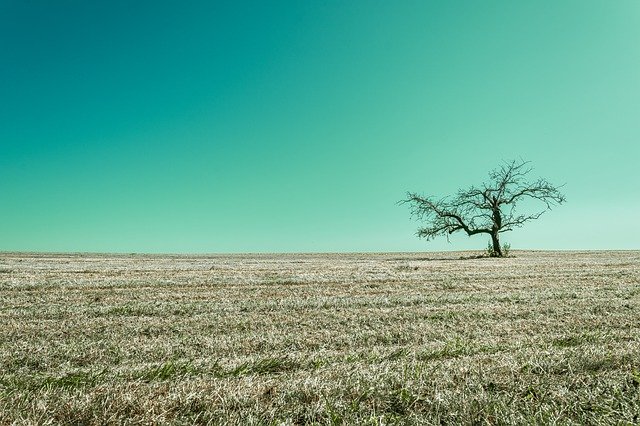 Free picture Tree Arable Landscape -  to be edited by GIMP free image editor by OffiDocs