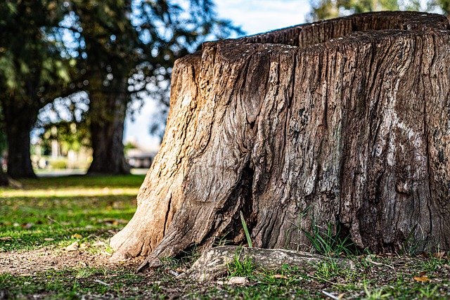 Free download Tree Arbol Nature -  free photo or picture to be edited with GIMP online image editor