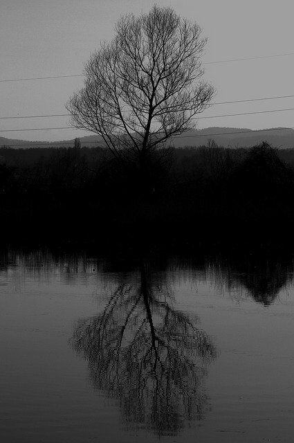 Free download Tree Art Black -  free photo or picture to be edited with GIMP online image editor