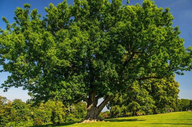 دانلود رایگان درخت خاکستر سبز - عکس یا تصویر رایگان برای ویرایش با ویرایشگر تصویر آنلاین GIMP