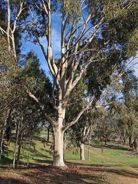 Download gratuito Tree Australian Gum - foto o immagine gratuita da modificare con l'editor di immagini online di GIMP