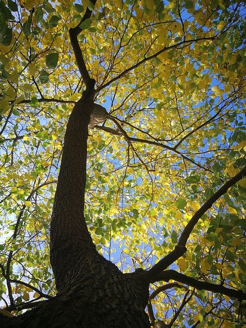 Téléchargement gratuit de Tree Autumn - photo ou image gratuite à éditer avec l'éditeur d'images en ligne GIMP
