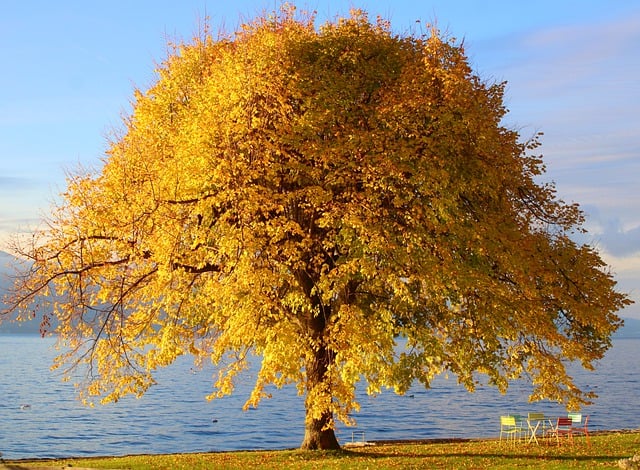 Free download tree autumn colors nature wallpaper free picture to be edited with GIMP free online image editor