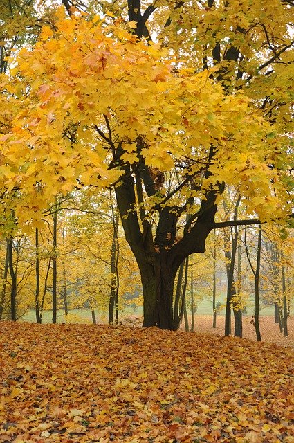 免费下载 Tree Autumn Fall - 使用 GIMP 在线图像编辑器编辑的免费照片或图片
