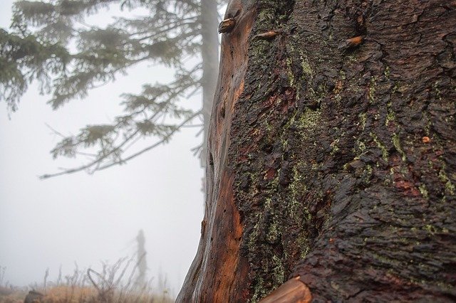 Szablon drzewa zdjęć Jesienny las — dla OffiDocs