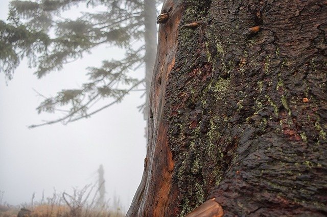 Téléchargement gratuit de la forêt d'automne de l'arbre - photo ou image gratuite à éditer avec l'éditeur d'images en ligne GIMP