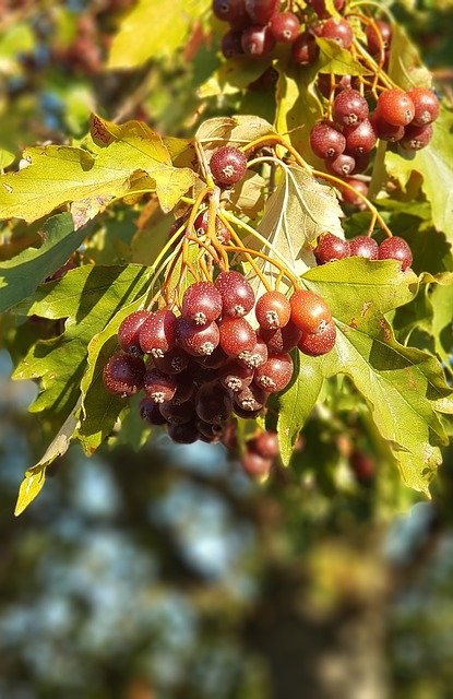 Free download Tree Autumn Fruit -  free photo or picture to be edited with GIMP online image editor