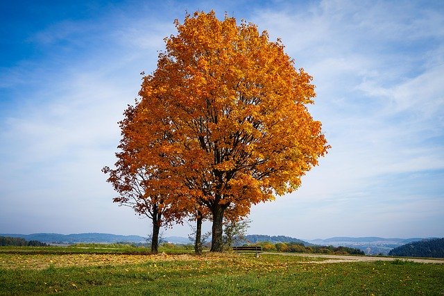 הורדה חינם Tree Autumn Golden - תמונה או תמונה בחינם לעריכה עם עורך התמונות המקוון GIMP