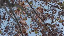 Free download Tree Autumn Leaves -  free video to be edited with OpenShot online video editor