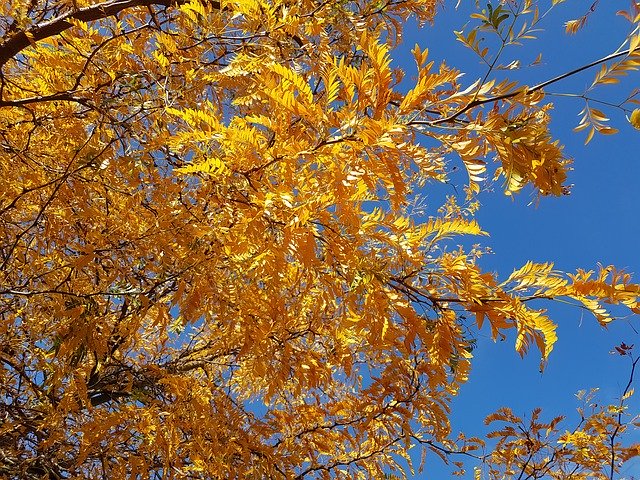 Download gratuito Tree Autumn Leaves Blue - foto o immagine gratuita da modificare con l'editor di immagini online di GIMP