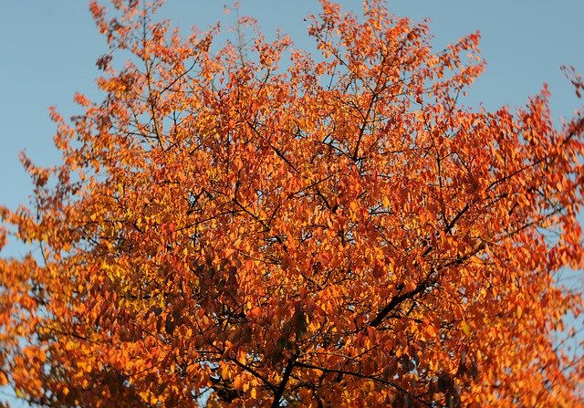 Free download Tree Autumn Leaves Fall Colors -  free photo or picture to be edited with GIMP online image editor