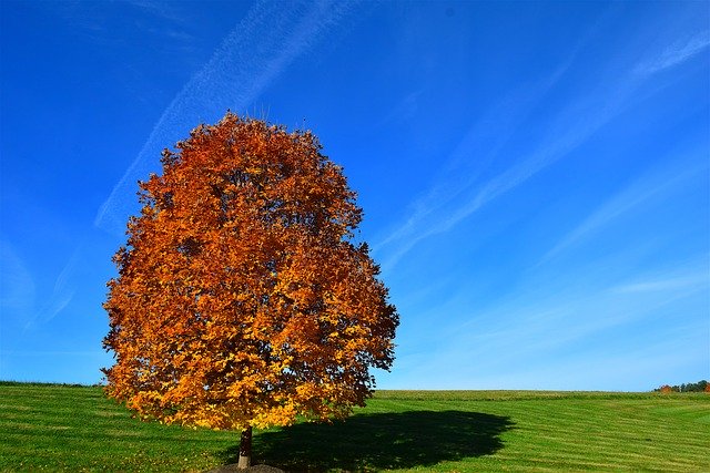 Free download Tree Autumn Orange -  free photo or picture to be edited with GIMP online image editor