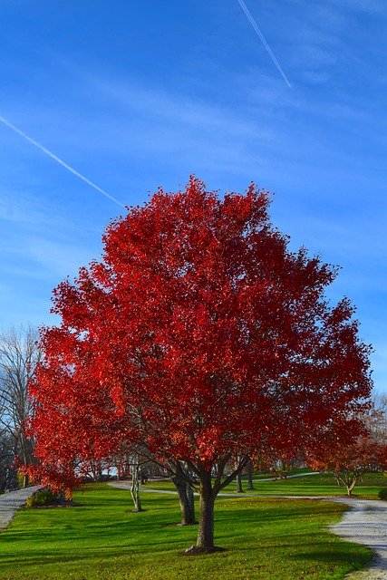Free picture Tree Autumn Red -  to be edited by GIMP free image editor by OffiDocs