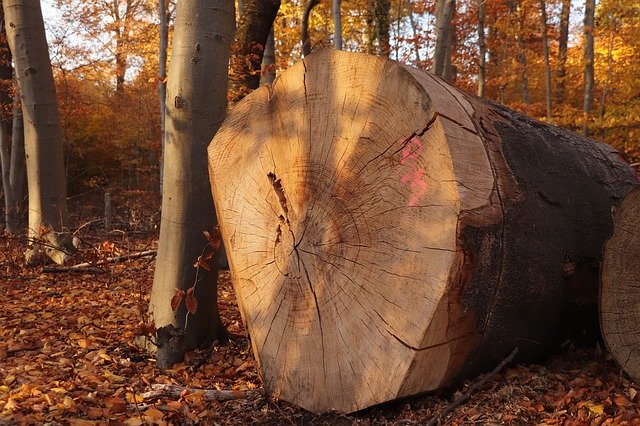 Téléchargement gratuit de Tree Autumn Section Annual - photo ou image gratuite à éditer avec l'éditeur d'images en ligne GIMP