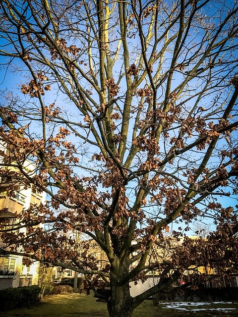 Free download Tree Autumn Sky -  free illustration to be edited with GIMP free online image editor