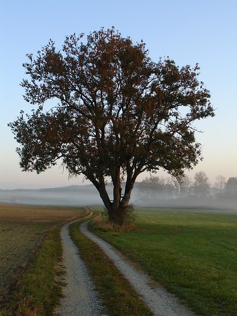 Bezpłatne pobieranie Tree Away Fog - bezpłatne zdjęcie lub obraz do edycji za pomocą internetowego edytora obrazów GIMP