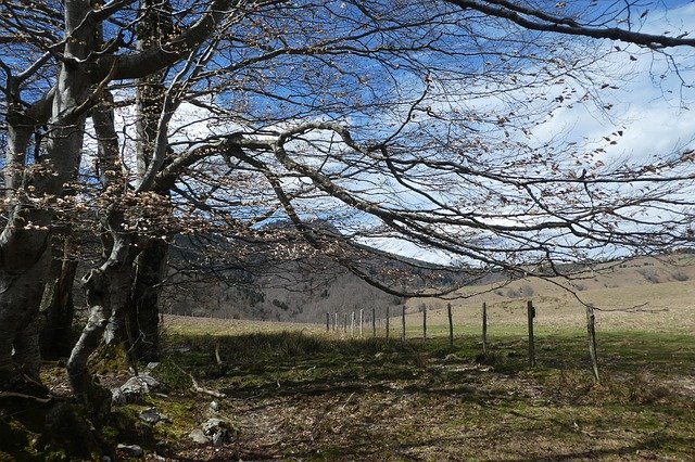 무료 다운로드 Tree Bagnères-Baudéan Pyrénées - 무료 사진 또는 김프 온라인 이미지 편집기로 편집할 수 있는 사진