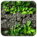 Tree Bark  screen for extension Chrome web store in OffiDocs Chromium