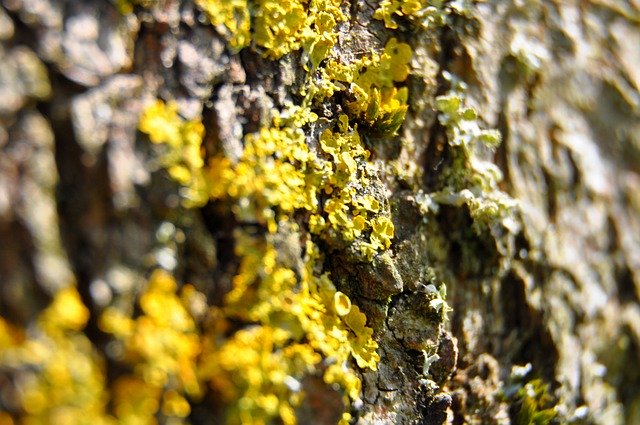 Free picture Tree Bark Green -  to be edited by GIMP free image editor by OffiDocs