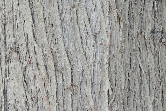 Free picture Tree Bark Grey -  to be edited by GIMP free image editor by OffiDocs