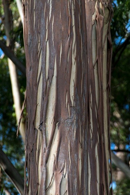 Free download Tree Bark Gum -  free photo or picture to be edited with GIMP online image editor