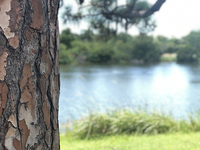 Free download Tree Bark Lake -  free photo or picture to be edited with GIMP online image editor