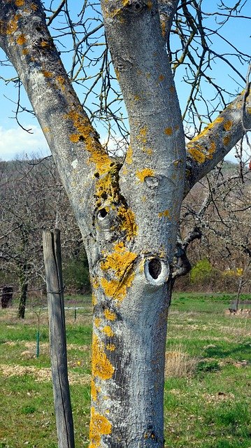 Descărcare gratuită Tree Bark Moss - fotografie sau imagini gratuite pentru a fi editate cu editorul de imagini online GIMP