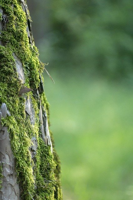 Free download tree bark moss wood trunk nature free picture to be edited with GIMP free online image editor