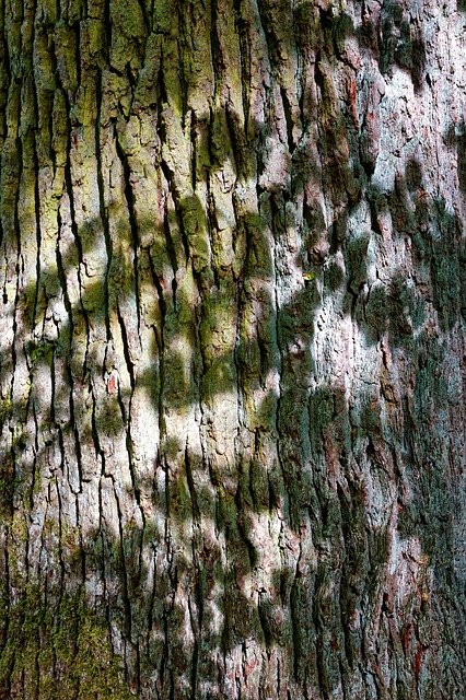 Free download Tree Bark Nature -  free free photo or picture to be edited with GIMP online image editor
