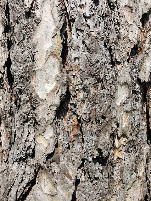 Free picture Tree Bark Rough -  to be edited by GIMP free image editor by OffiDocs