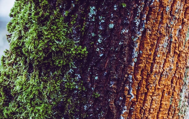 Free download tree bark tribe wood texture moss free picture to be edited with GIMP free online image editor