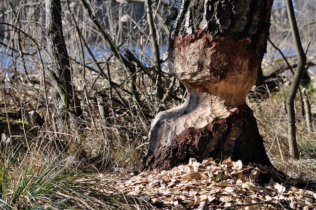 Free download tree bark trunk beaver teeth free picture to be edited with GIMP free online image editor