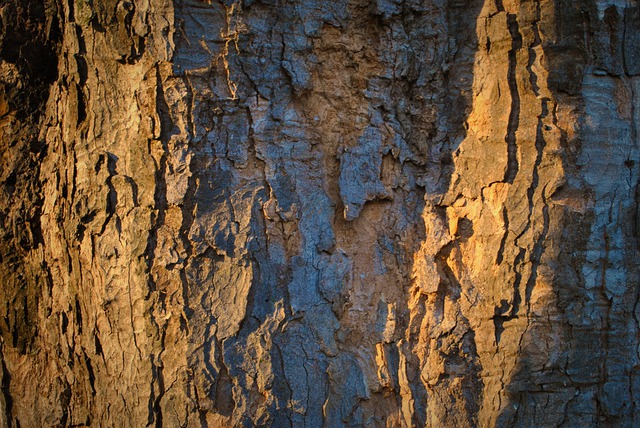 Free download tree bark trunk old free picture to be edited with GIMP free online image editor