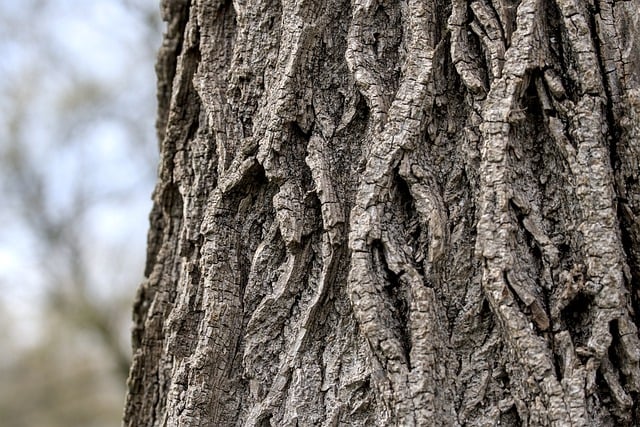 Free download tree bark trunk structure rough free picture to be edited with GIMP free online image editor
