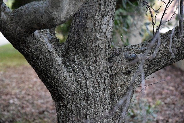 Bezpłatne pobieranie szablonu zdjęć Tree Bark Wood do edycji za pomocą internetowego edytora obrazów GIMP