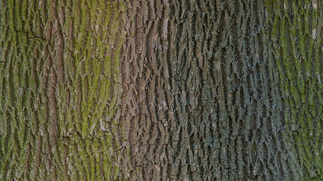 Free download tree bark wood texture photo scan free picture to be edited with GIMP free online image editor