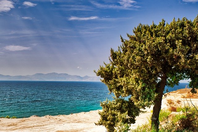 Téléchargement gratuit de Tree Beach Sea - photo ou image gratuite à modifier avec l'éditeur d'images en ligne GIMP