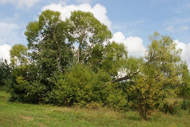 ດາວ​ໂຫຼດ​ຟຣີ Tree Beauty Nature - ຮູບ​ພາບ​ຟຣີ​ຫຼື​ຮູບ​ພາບ​ທີ່​ຈະ​ໄດ້​ຮັບ​ການ​ແກ້​ໄຂ​ກັບ GIMP ອອນ​ໄລ​ນ​໌​ບັນ​ນາ​ທິ​ການ​ຮູບ​ພາບ​