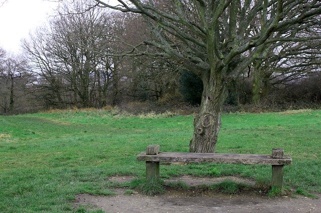 Free download Tree Bench Nature -  free photo or picture to be edited with GIMP online image editor