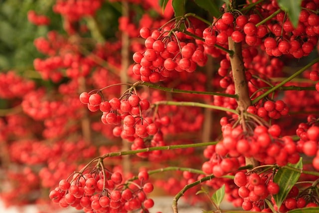 Free download tree berry organic growth healthy free picture to be edited with GIMP free online image editor