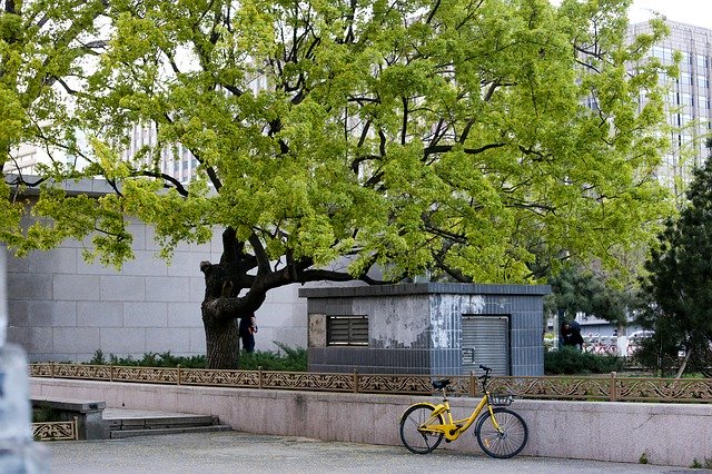 Téléchargement gratuit de Tree Bike Spring - photo ou image gratuite à éditer avec l'éditeur d'images en ligne GIMP