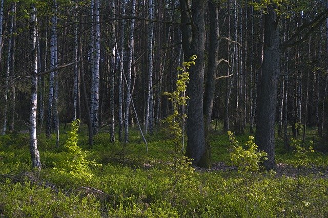 Free download Tree Birch Landscape -  free photo or picture to be edited with GIMP online image editor