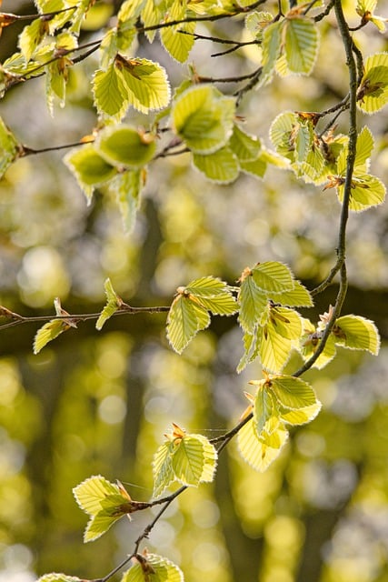 Free download tree birch leaves green forest free picture to be edited with GIMP free online image editor