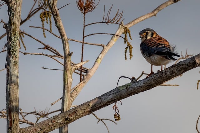 Free download tree bird branch perched nature free picture to be edited with GIMP free online image editor