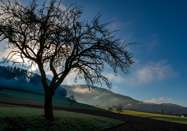 Free download tree black forest fog morning mood free picture to be edited with GIMP free online image editor
